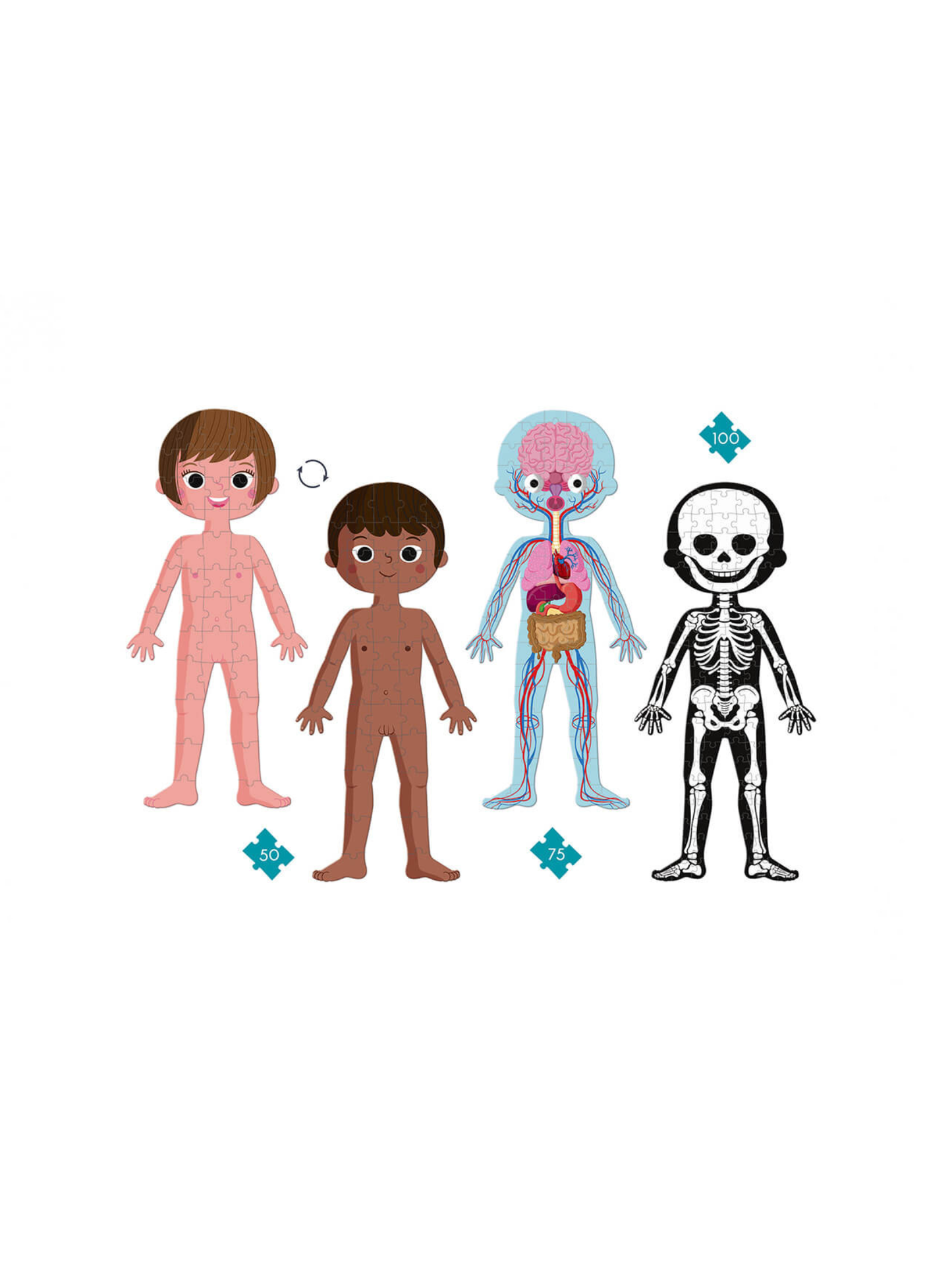 4 PUZZLES EL CUERPO HUMANO